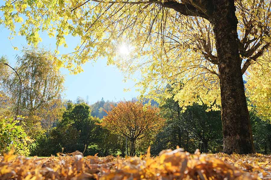 photo de l'automne à Beaufort